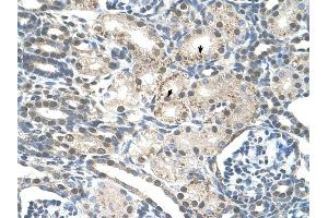 PRPF19 antibody was used for immunohistochemistry at a concentration of 4-8 ug/ml to stain Epithelial cells of renal tubule (arrows) in Human Kidney. (PRP19 anticorps)