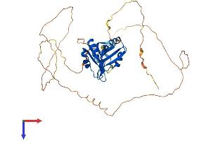 AlphaFold protein structure predicition of Mouse Recombinant Rbms3 Protein, UniprotID Q8BWL5