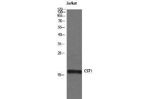 Western Blotting (WB) image for anti-Cystatin SN (CST1) (Internal Region) antibody (ABIN3174688) (CST1 anticorps  (Internal Region))