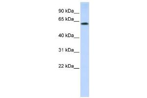 Western Blotting (WB) image for anti-Tripartite Motif Containing 55 (TRIM55) antibody (ABIN2458740) (TRIM55 anticorps)