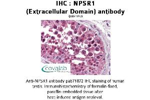 Image no. 2 for anti-Neuropeptide S Receptor 1 (NPSR1) (2nd Extracellular Domain) antibody (ABIN1737479) (NPSR1 anticorps  (2nd Extracellular Domain))
