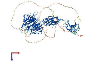 AlphaFold protein structure predicition of Human Recombinant HCFC2 Protein, UniprotID Q9Y5Z7