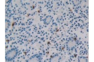 Detection of REG3g in Human Stomach Tissue using Polyclonal Antibody to Regenerating Islet Derived Protein 3 Gamma (REG3g)