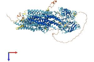 AlphaFold protein structure predicition of Mouse Recombinant Abcc6 Protein, UniprotID Q9R1S7
