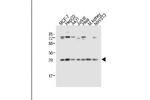 All lanes : Anti-Prohibitin (PHB1) Antibody (N-term) at 1:2000 dilution Lane 1: MCF-7 whole cell lysate Lane 2: HepG2 whole cell lysate Lane 3: A431 whole cell lysate Lane 4: Jurkat whole cell lysate Lane 5: Hela whole cell lysate Lane 6: Mouse kidney tissue lysate Lane 7: NIH/3T3 whole cell lysate Lysates/proteins at 20 μg per lane. (Prohibitin anticorps  (N-Term))