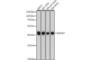 Western blot analysis of extracts of various cell lines, using MTFMT antibody (ABIN7268555) at 1:1000 dilution. (MTFMT anticorps)
