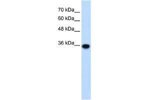 WB Suggested Anti-PIR Antibody Titration:  1. (Pirin anticorps  (C-Term))