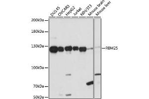 Western blot analysis of extracts of various cell lines, using RBM25 antibody (ABIN7270082) at 1:1000 dilution. (RBM25 anticorps  (AA 614-843))