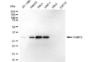 Western blotting analysis using NABP2 antibody (ABIN7800352). (SSBP1 anticorps)