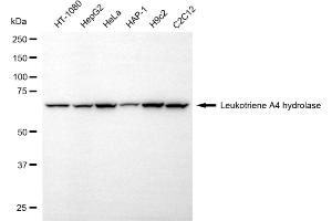 Western blotting analysis using leukotriene A4 hydrolase antibody (ABIN7799260).