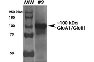 Western Blot analysis of Rat Brain Membrane showing detection of ~100 kDa GluA1-GluR1 protein using Mouse Anti-GluA1-GluR1 Monoclonal Antibody, Clone S355-1 . (Glutamate Receptor 1 anticorps  (AA 1-389) (Atto 390))