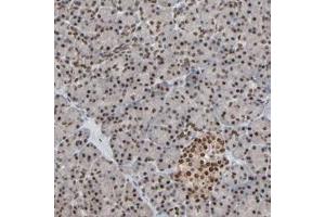 Immunohistochemical staining of human pancreas with MEIS2 polyclonal antibody  shows strong nuclear positivity at 1:200-1:500 dilution. (MEIS2 anticorps)