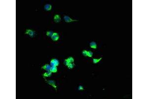 Immunofluorescent analysis of 293T cells using ABIN7170195 at dilution of 1:100 and Alexa Fluor 488-congugated AffiniPure Goat Anti-Rabbit IgG(H+L)