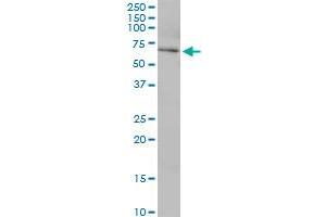 USP39 MaxPab polyclonal antibody.