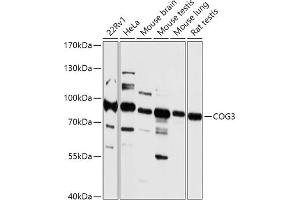 Western blot analysis of extracts of various cell lines, using COG3 antibody (ABIN7266485) at 1:1000 dilution. (COG3 anticorps  (AA 1-300))