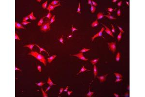 IF analysis of Hsc70 using anti-Hsc70 antibody (ABIN7601962). (Hsc70 anticorps  (AA 520-614))