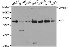 Western Blotting (WB) image for anti-5-Aminoimidazole-4-Carboxamide Ribonucleotide Formyltransferase/IMP Cyclohydrolase (ATIC) antibody (ABIN1876739) (ATIC anticorps)