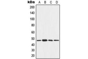 Western blot analysis of AAMP expression in MCF7 (A), A375 (B), NIH3T3 (C), H9C2 (D) whole cell lysates. (AAMP anticorps  (C-Term))