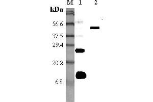 Western blot analysis using anti-RELM-α (mouse), pAb  at 1:5'000 dilution. (RELM alpha anticorps)