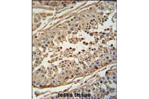 FBXO24 antibody immunohistochemistry analysis in formalin fixed and paraffin embedded human testis tissue followed by peroxidase conjugation of the secondary antibody and DAB staining. (FBXO24 anticorps  (AA 118-145))