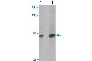Western blot analysis of TFCP2L1 in human colon tissue with TFCP2L1 polyclonal antibody  at (1) 1 and (2) 2 ug/mL. (TFCP2L1 anticorps  (N-Term))