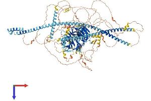 AlphaFold protein structure predicition of Mouse Recombinant Spag9 Protein, UniprotID Q58A65