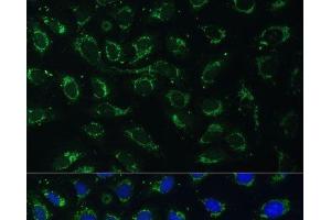 Immunofluorescence analysis of U-2 OS cells using AKR1C2 Polyclonal Antibody at dilution of 1:100 (40x lens). (AKR1C2 anticorps)