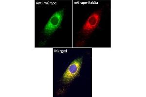 Immunofluorescence (IF) image for anti-mGrape Fluorescent Protein antibody (ABIN7273104) (mGrape Fluorescent Protein anticorps)