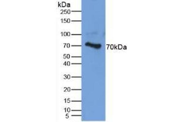 Aggrecan antibody  (AA 34-147)