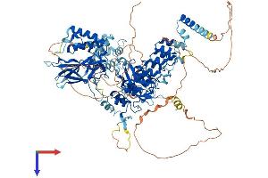 AlphaFold protein structure predicition of Human Recombinant NFKB1 Protein, UniprotID P19838