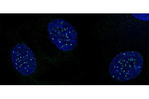 CENP-A phospho Ser18 antibody (pAb) tested by immunofluorescence. (CENPA anticorps  (pSer16, pSer18))