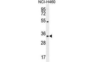 Western blot analysis of PURB Antibody (C-term) in NCI-H460 cell line lysates (35ug/lane).