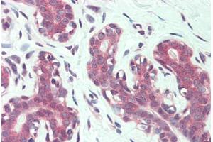 Anti-ITGA6 / CD49f antibody  ABIN960786 IHC staining of human breast. (ITGA6 anticorps  (N-Term))
