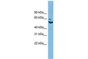 Image no. 1 for anti-Zinc Finger Protein 563 (ZNF563) (AA 35-84) antibody (ABIN6744897) (ZNF563 anticorps  (AA 35-84))