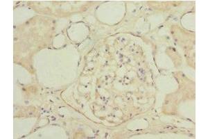 Immunohistochemistry of paraffin-embedded human kidney tissue using ABIN7153563 at dilution of 1:100 (NAPG anticorps  (AA 1-312))