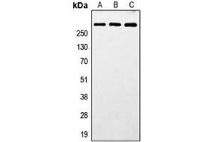 Western blot analysis of MXRA5 expression in HeLa (A), SP2/0 (B), PC12 (C) whole cell lysates. (Adlican anticorps  (N-Term))
