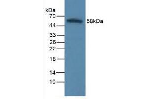 Figure. (ICAM1 anticorps  (AA 41-464))