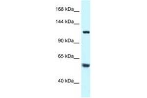 Image no. 1 for anti-Tubulin Folding Cofactor D (TBCD) (AA 299-348) antibody (ABIN6747499) (TBCD anticorps  (AA 299-348))