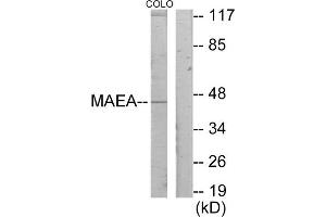 Western blot analysis of extracts from COLO205 cells, using MAEA antibody. (MAEA anticorps  (Internal Region))