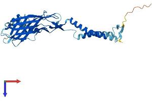 AlphaFold protein structure predicition of Human Recombinant TMEM231 Protein, UniprotID Q9H6L2