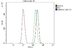 Flow Cytometry analysis of SiHa cells using anti- hnRNP D/AUF1/HNRNPD antibody (ABIN7602591). (HNRNPD/AUF1 anticorps  (AA 88-246))