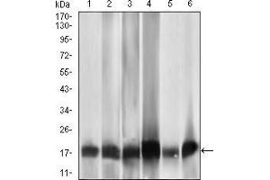 Western blot analysis using MRPL42 mouse mAb against HL7702 (1), HepG2 (2), SMMC-7721 (3), HEK293 (4), HeLa (5), and Raji (6) cell lysate. (MRPL42 anticorps  (AA 142-203))