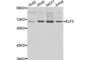 Western blot analysis of extracts of various cell lines, using ELF2 antibody (ABIN5975567) at 1/1000 dilution. (ELF2 anticorps)
