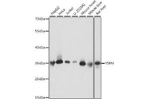 Western blot analysis of extracts of various cell lines, using TSFM antibody (ABIN7271022) at 1:1000 dilution. (TSFM anticorps  (AA 245-346))