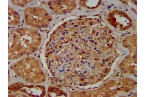 IHC image of ABIN7166989 diluted at 1:400 and staining in paraffin-embedded human kidney tissue performed on a Leica BondTM system. (RAB11FIP5 anticorps  (AA 374-545))