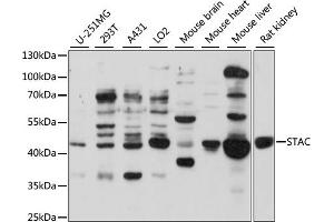 Western blot analysis of extracts of various cell lines, using STAC antibody (ABIN7270274) at 1:1000 dilution. (STAC anticorps  (AA 153-402))