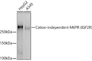 Western blot analysis of extracts of various cell lines, using Cation-independent M6PR (IGF2R) antibody (ABIN7267905) at 1:1000 dilution. (IGF2R anticorps)