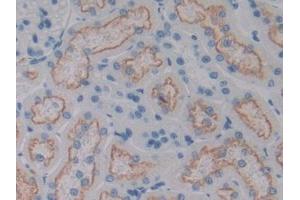 IHC-P analysis of Rat Kidney Tissue, with DAB staining. (CD320 anticorps  (AA 36-256))