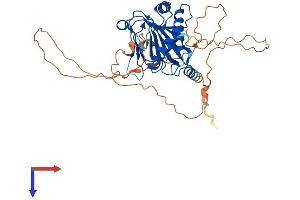 AlphaFold protein structure predicition of Human Recombinant EGLN2 Protein, UniprotID Q96KS0