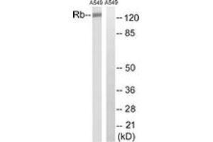 Western blot analysis of extracts from A549 cells, treated with EGF 200ng/ml 30', using Retinoblastoma (Ab-252) Antibody. (Retinoblastoma Protein (Rb) anticorps  (AA 221-270))